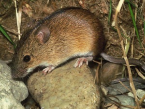 борьба с мышами и крысами, ультразвуковые отпугиватели грызунов