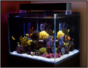 цены на аквариумы